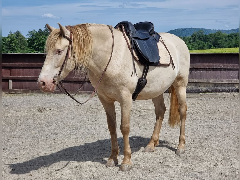 PRE Mix Wallach 6 Jahre 153 cm Perlino in Frauenfeld