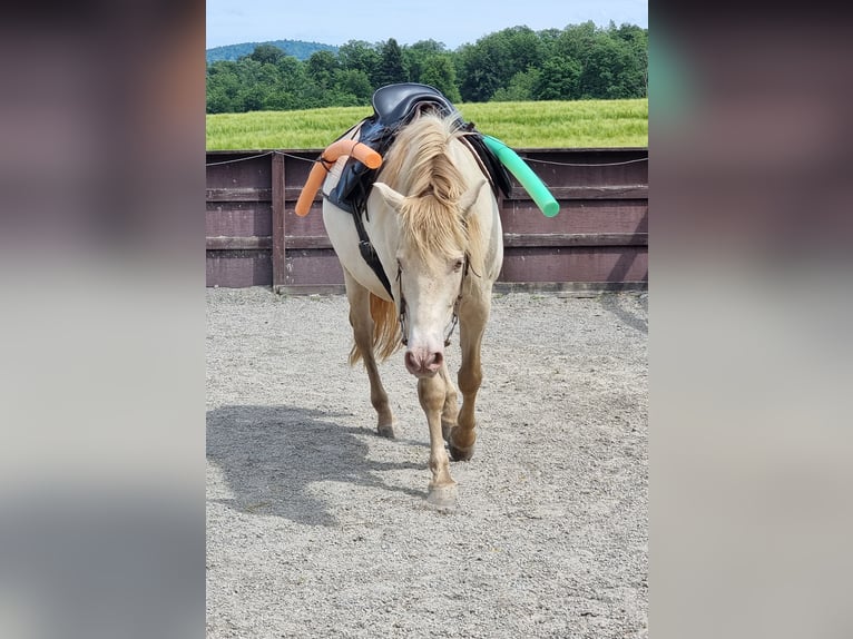 PRE Mix Wallach 6 Jahre 153 cm Perlino in Frauenfeld