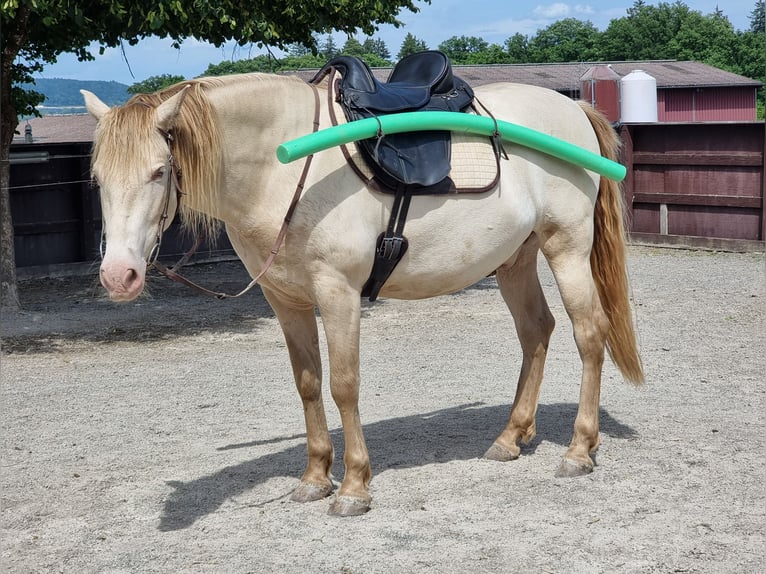 PRE Mix Wallach 6 Jahre 153 cm Perlino in Frauenfeld