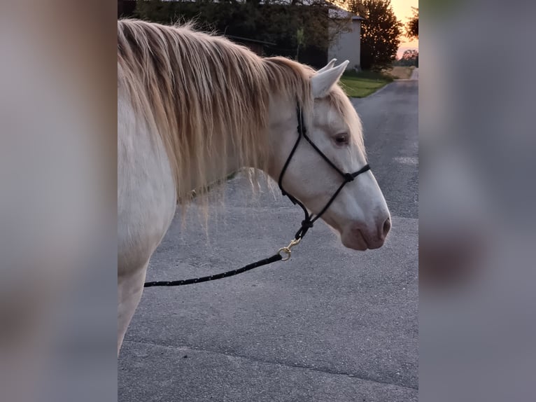 PRE Mix Wallach 6 Jahre 153 cm Perlino in Frauenfeld