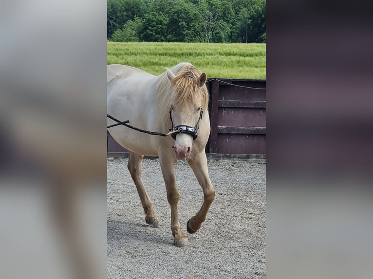 PRE Mix Wallach 6 Jahre 153 cm Perlino in Frauenfeld