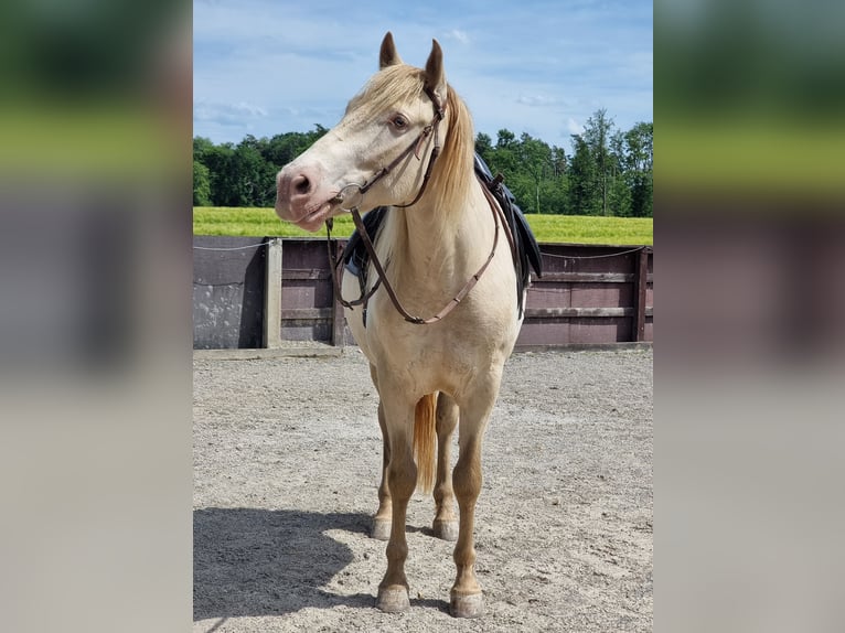 PRE Mix Wallach 6 Jahre 153 cm Perlino in Frauenfeld