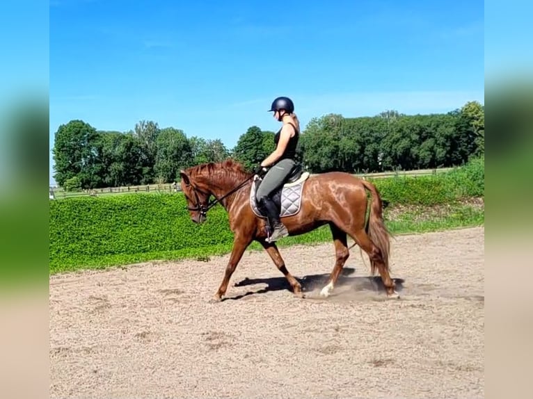 PRE Mix Wallach 6 Jahre 154 cm Fuchs in Karlshuld