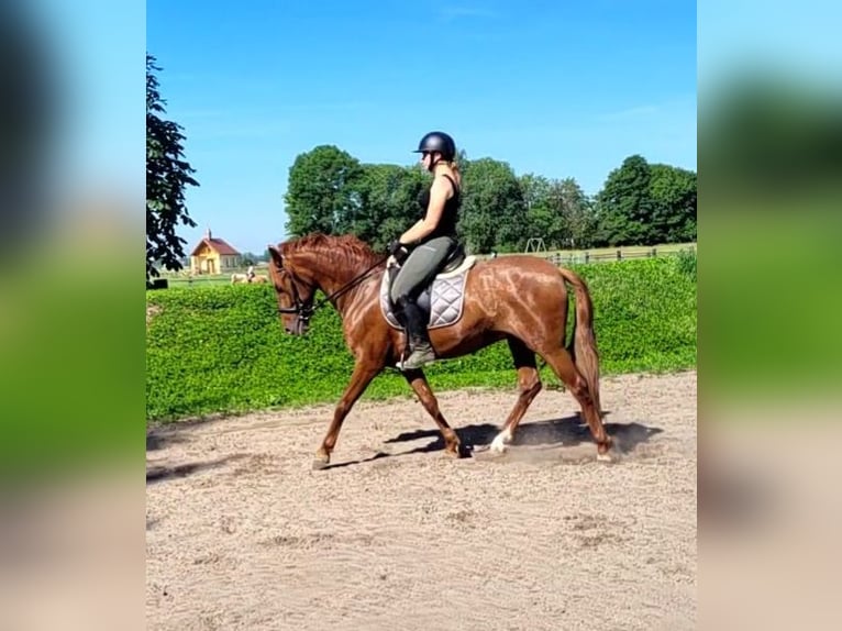 PRE Mix Wallach 6 Jahre 154 cm Fuchs in Karlshuld