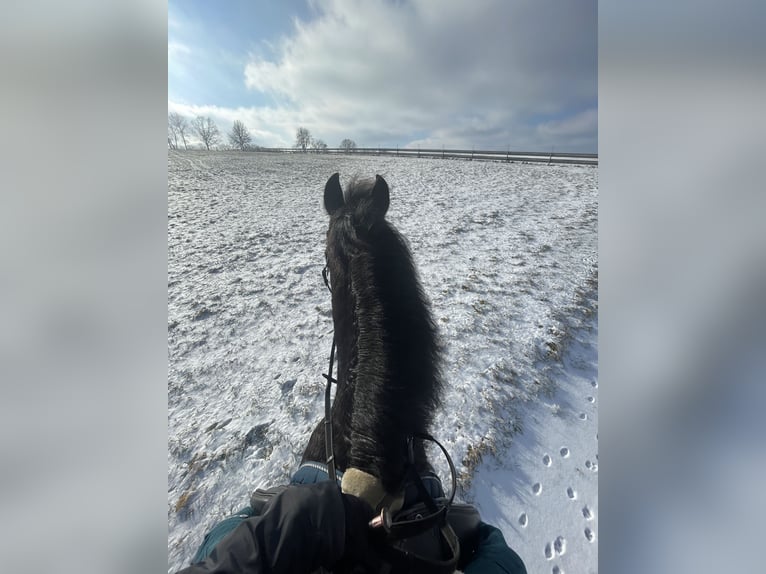 PRE Wallach 6 Jahre 155 cm Rappe in Floß