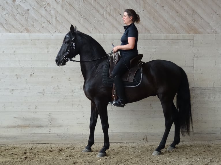 PRE Wallach 6 Jahre 157 cm Rappe in Affoltern am Albis