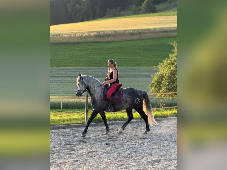 PRE Wallach 6 Jahre 158 cm Apfelschimmel in Aeugst am Albis