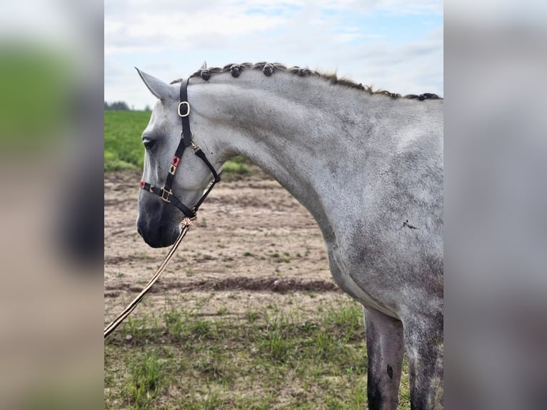 PRE Wallach 6 Jahre 158 cm Schimmel in Avesta