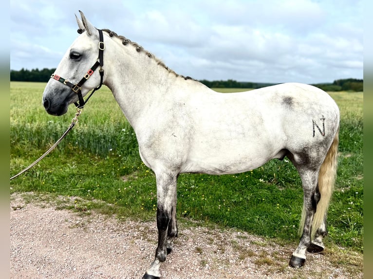 PRE Wallach 6 Jahre 158 cm Schimmel in Avesta