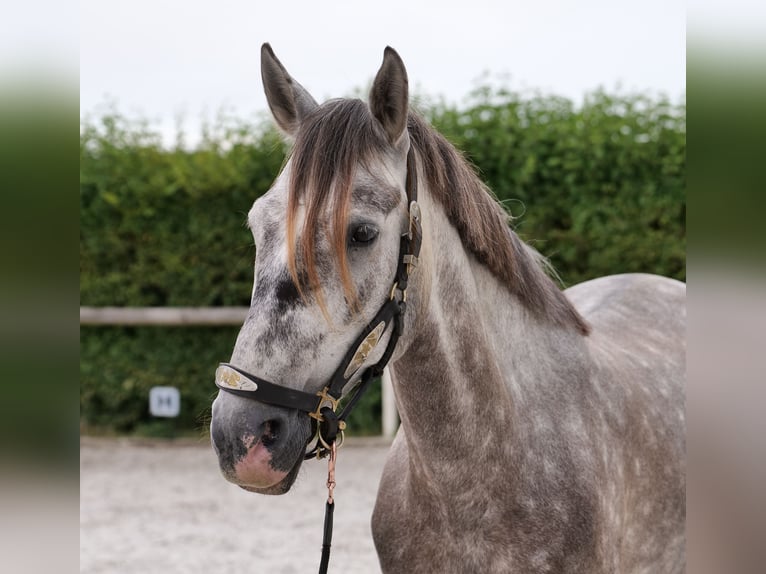 PRE Mix Wallach 6 Jahre 158 cm Schimmel in Neustadt (Wied)