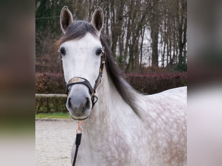 PRE Wallach 6 Jahre 158 cm Schimmel in Neustadt (Wied)