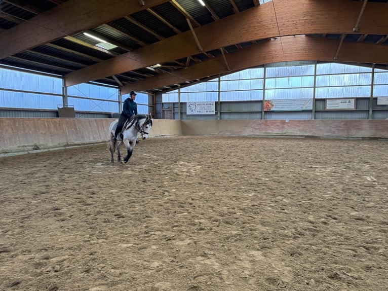 PRE Wallach 6 Jahre 159 cm Buckskin in Rastorf