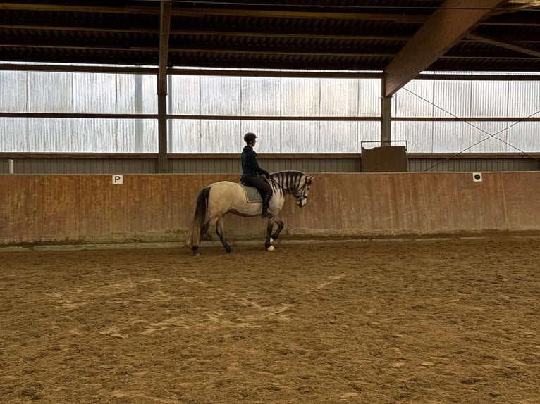 PRE Wallach 6 Jahre 159 cm Buckskin in Rastorf