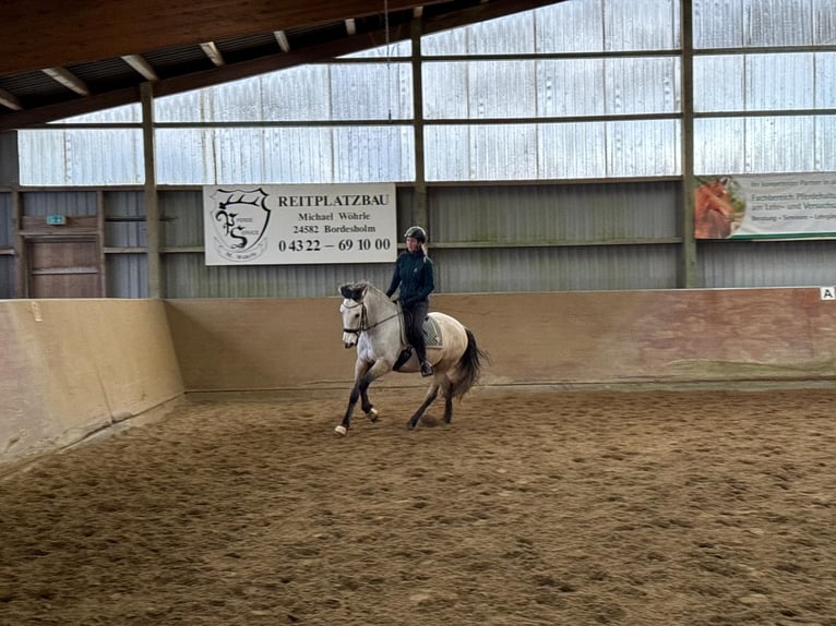 PRE Wallach 6 Jahre 159 cm Buckskin in Rastorf