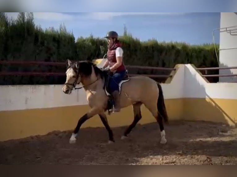 PRE Mix Wallach 6 Jahre 159 cm Buckskin in Valencia