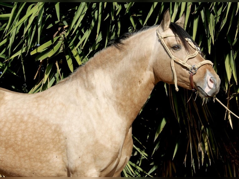 PRE Mix Wallach 6 Jahre 159 cm Buckskin in Valencia