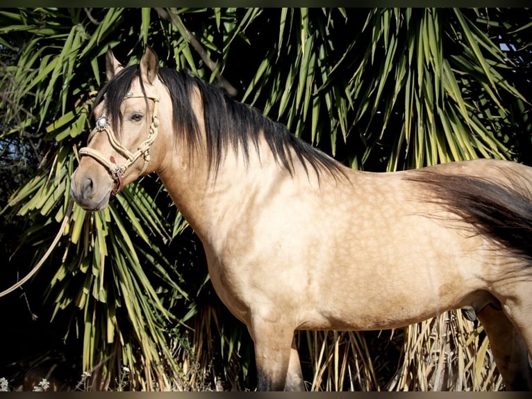 PRE Mix Wallach 6 Jahre 159 cm Buckskin in Valencia