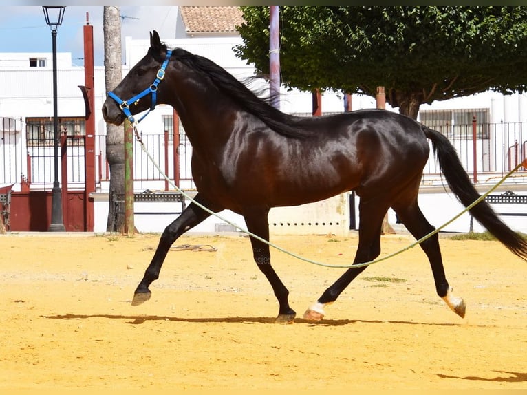 PRE Wallach 6 Jahre 159 cm Rappe in Provinz Cordoba