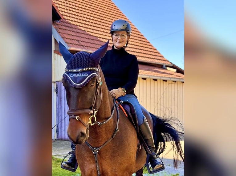 PRE Mix Wallach 6 Jahre 160 cm Brauner in Balingen