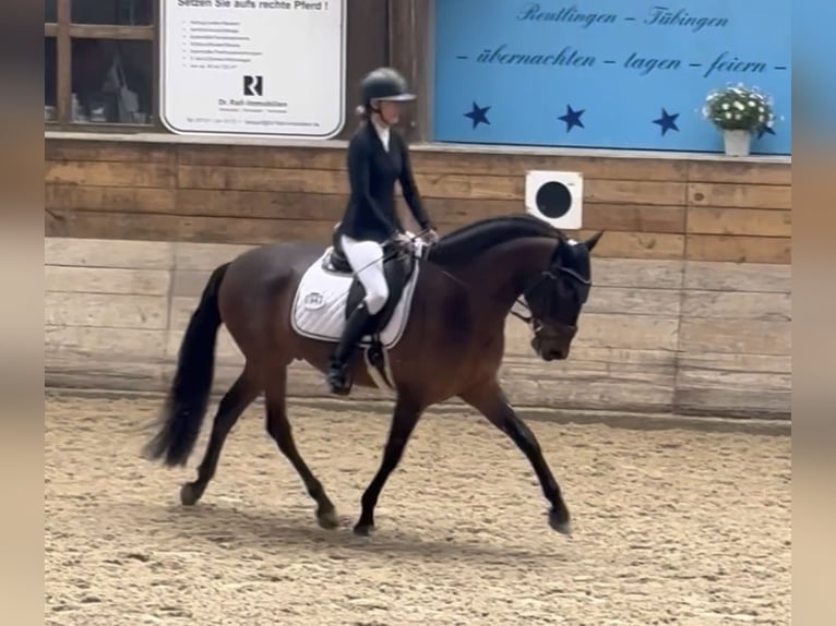 PRE Mix Wallach 6 Jahre 160 cm Brauner in Balingen