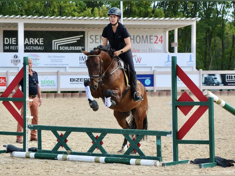 PRE Mix Wallach 6 Jahre 160 cm Brauner in Balingen