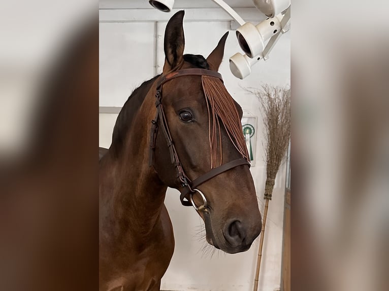PRE Mix Wallach 6 Jahre 160 cm Brauner in Balingen