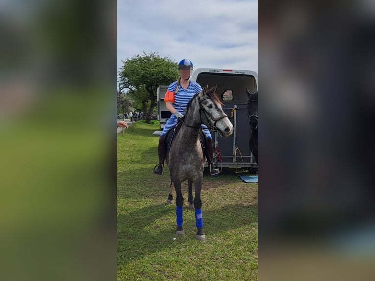 PRE Mix Wallach 6 Jahre 160 cm Braunfalbschimmel in Lichtenberg