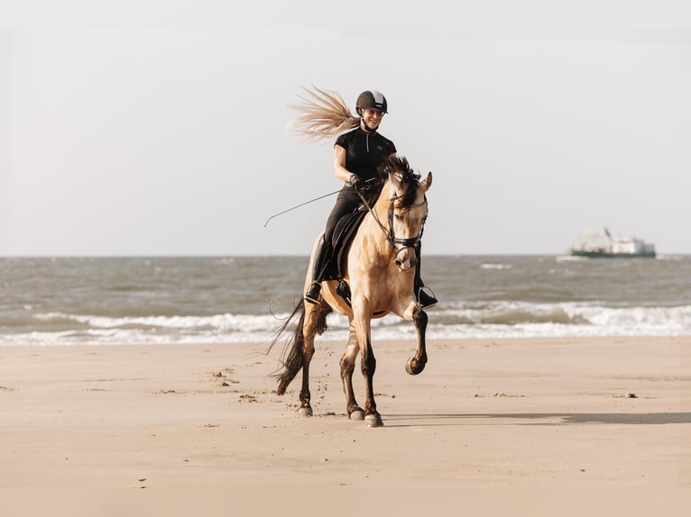 PRE Mix Wallach 6 Jahre 160 cm Buckskin in Windhagen