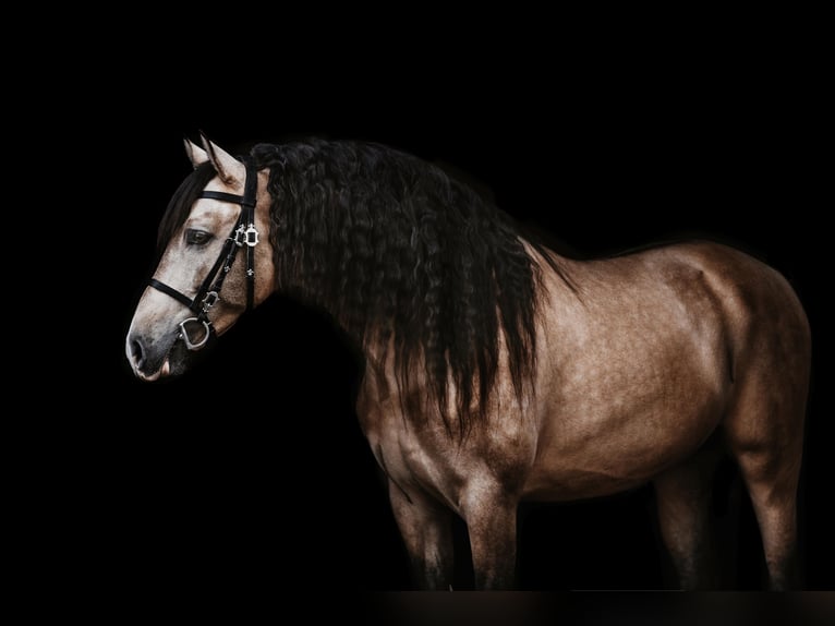 PRE Mix Wallach 6 Jahre 160 cm Buckskin in Windhagen