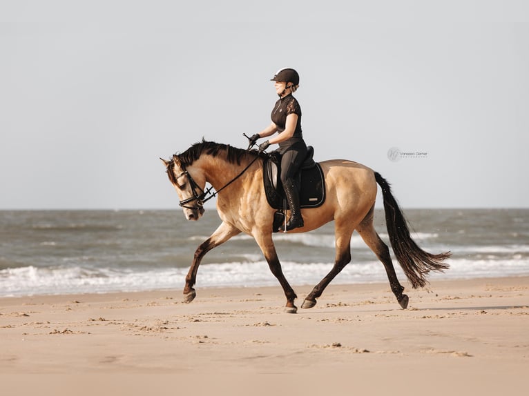 PRE Mix Wallach 6 Jahre 160 cm Buckskin in Windhagen
