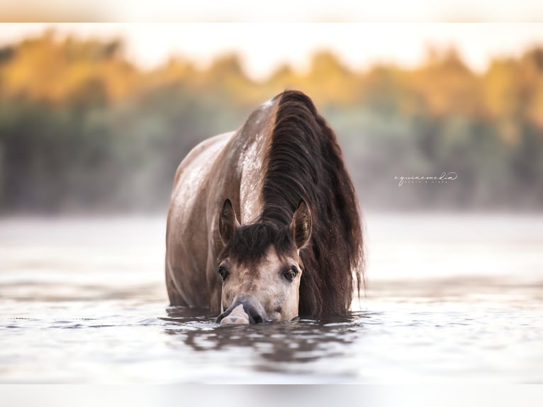 PRE Mix Wallach 6 Jahre 160 cm Buckskin in Windhagen