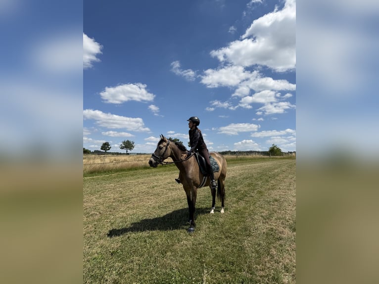 PRE Wallach 6 Jahre 160 cm  in Neuwied