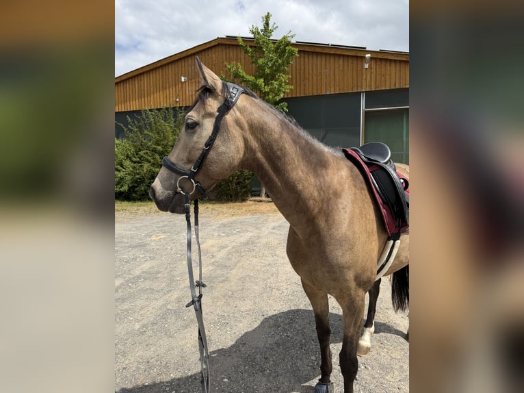 PRE Wallach 6 Jahre 160 cm  in Neuwied