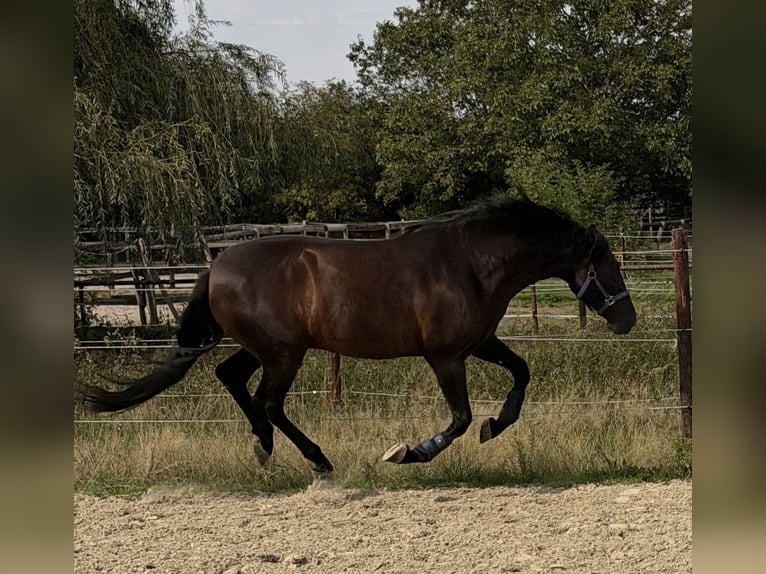 PRE Mix Wallach 6 Jahre 160 cm Dunkelbrauner in Hürtgenwald