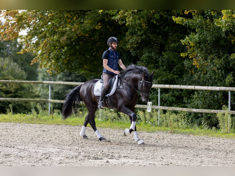 PRE Wallach 6 Jahre 160 cm Rappe in Saint-Guen