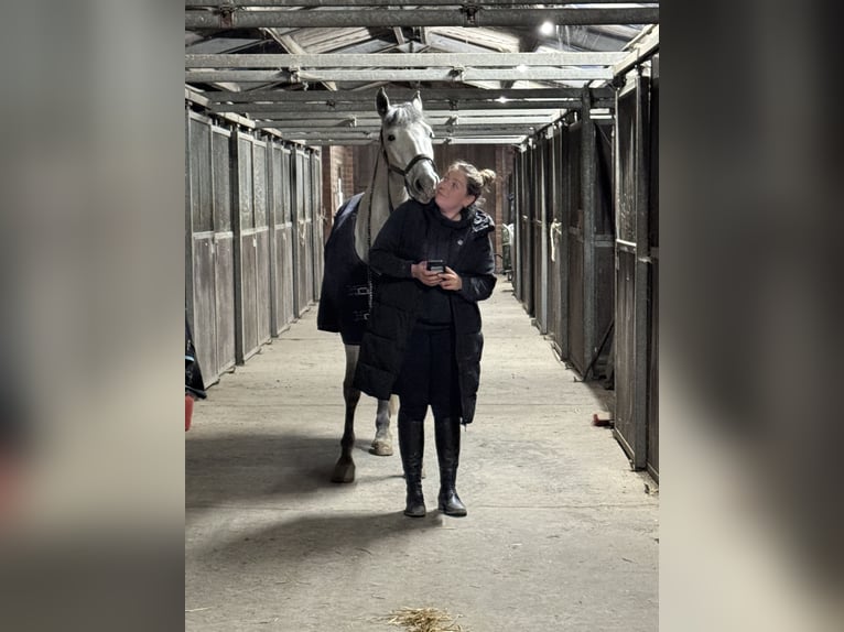 PRE Wallach 6 Jahre 160 cm Schimmel in Koningshooikt