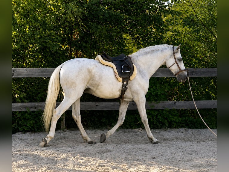PRE Wallach 6 Jahre 160 cm Schimmel in Mulda/Sachsen