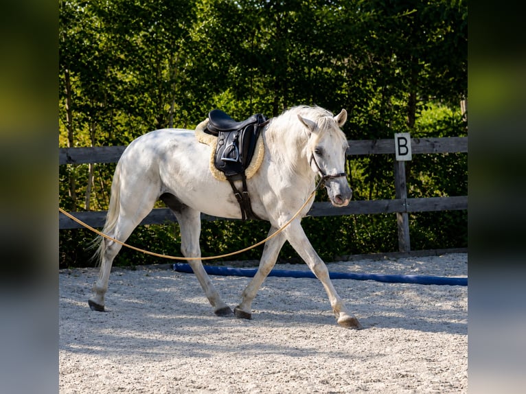 PRE Wallach 6 Jahre 160 cm Schimmel in Mulda/Sachsen