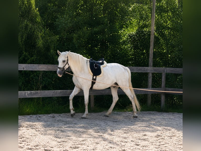 PRE Wallach 6 Jahre 160 cm Schimmel in Mulda/Sachsen