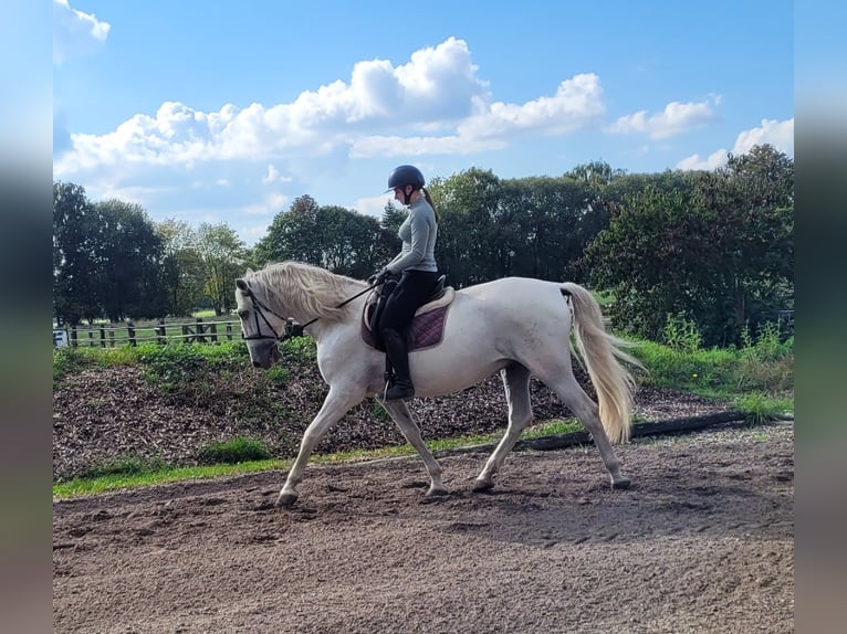 PRE Mix Wallach 6 Jahre 160 cm Schimmel in Karlshuld