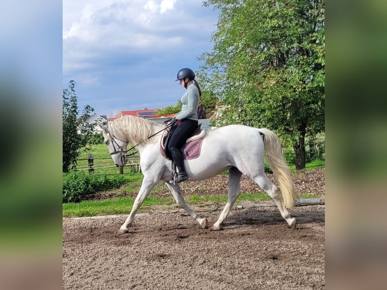 PRE Mix Wallach 6 Jahre 160 cm Schimmel in Karlshuld