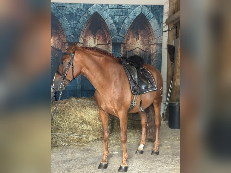 PRE Mix Wallach 6 Jahre 161 cm Fuchs in Stadthagen