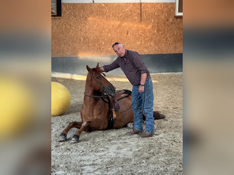 PRE Mix Wallach 6 Jahre 161 cm Fuchs in Stadthagen
