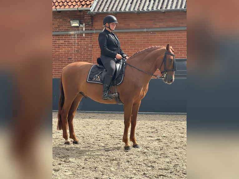 PRE Mix Wallach 6 Jahre 161 cm Fuchs in Stadthagen