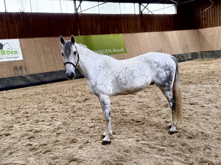 PRE Mix Wallach 6 Jahre 162 cm Apfelschimmel in Wegeleben