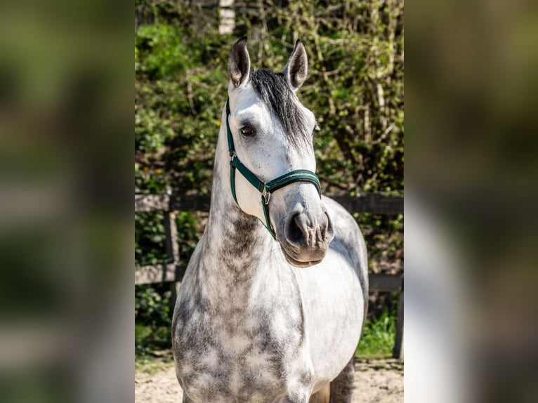 PRE Mix Wallach 6 Jahre 162 cm Apfelschimmel in Eindhoven