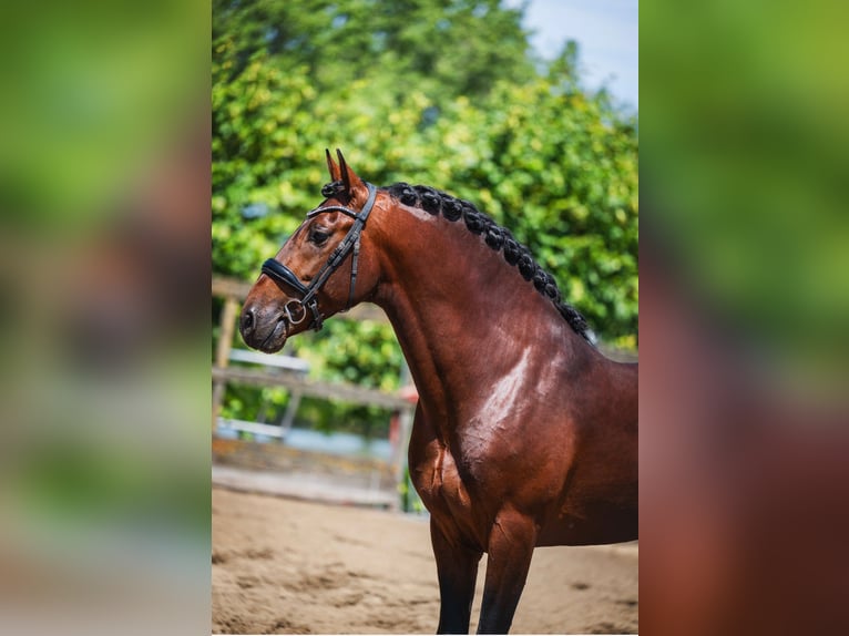 PRE Wallach 6 Jahre 162 cm Brauner in Grebenhain