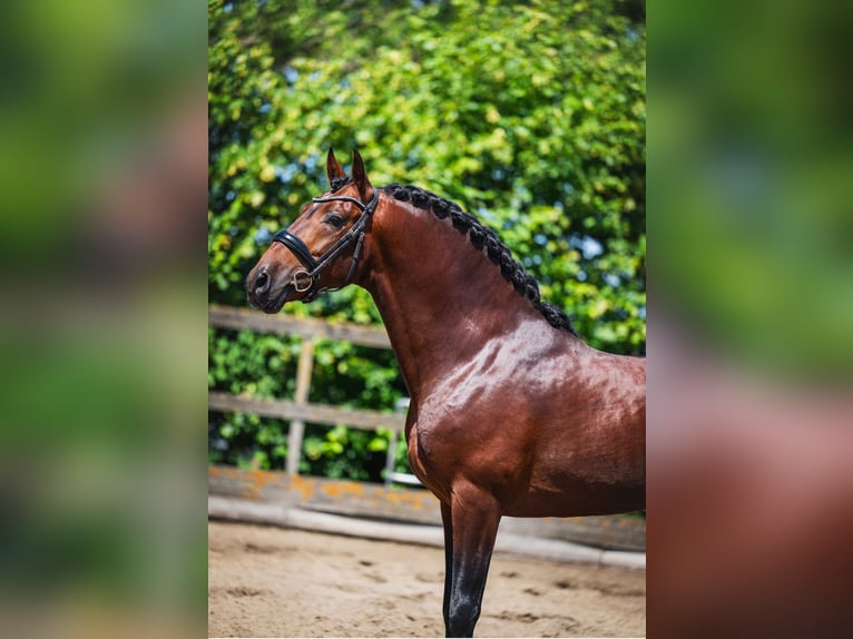 PRE Wallach 6 Jahre 162 cm Brauner in Grebenhain