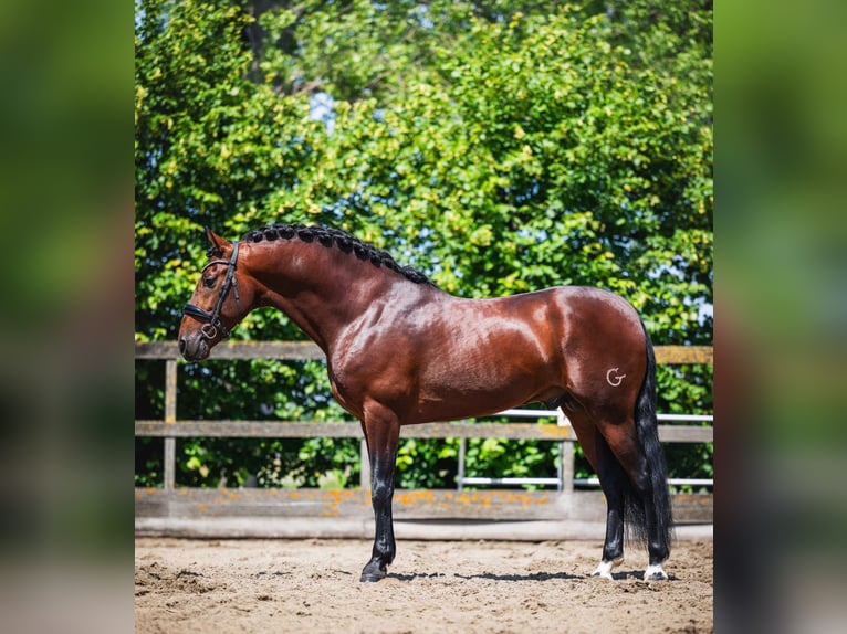 PRE Wallach 6 Jahre 162 cm Brauner in Grebenhain