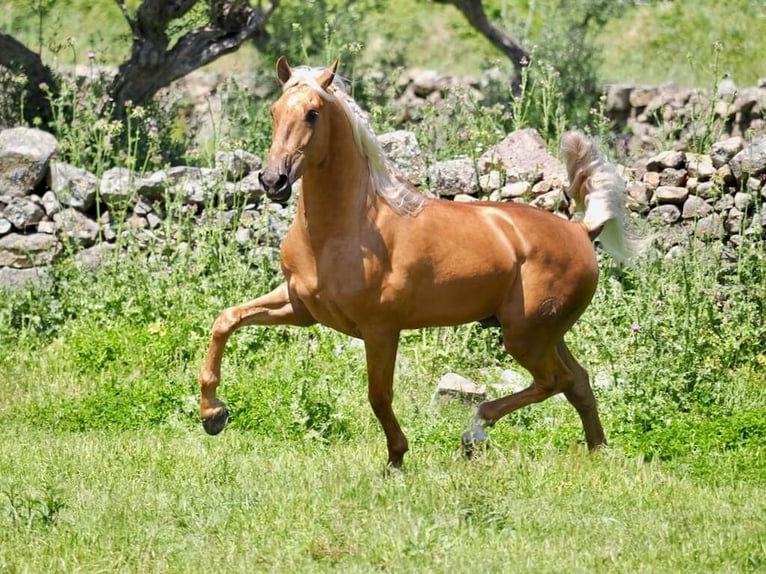 PRE Mix Wallach 6 Jahre 162 cm Palomino in Beinhausen